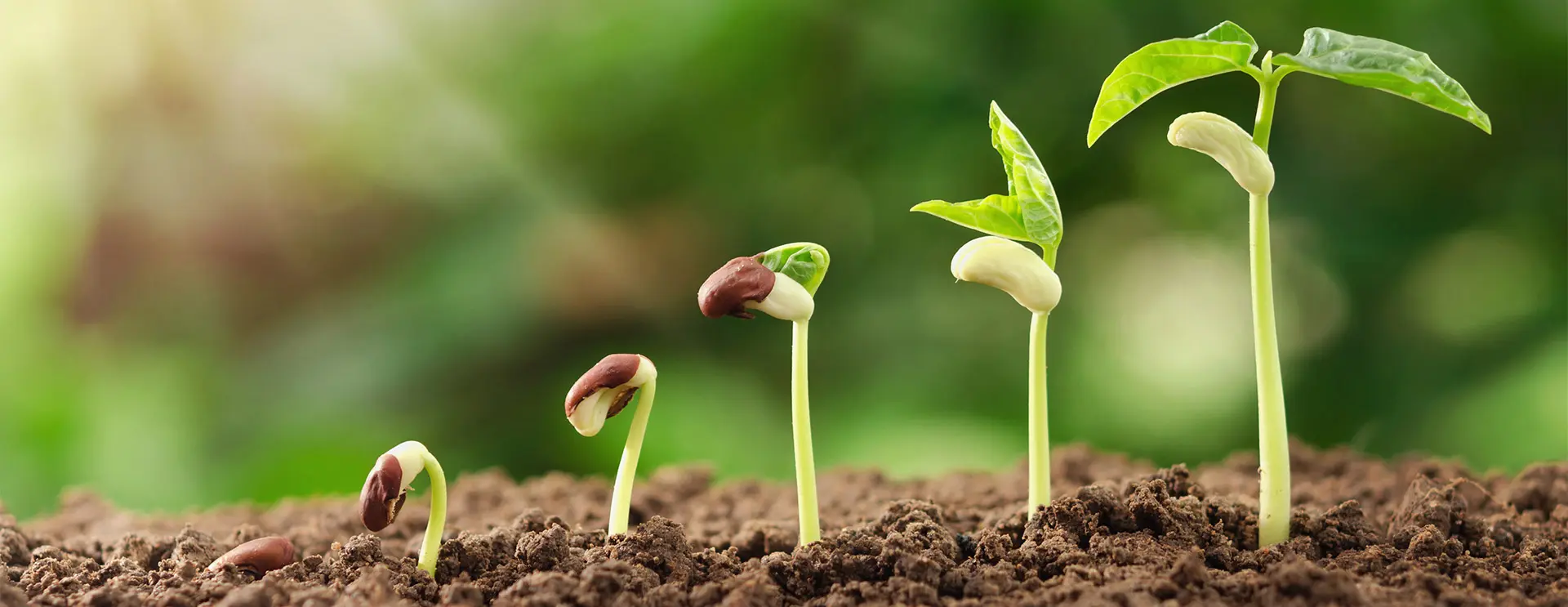 Får din feedback medarbejderne til at vokse – eller visne?